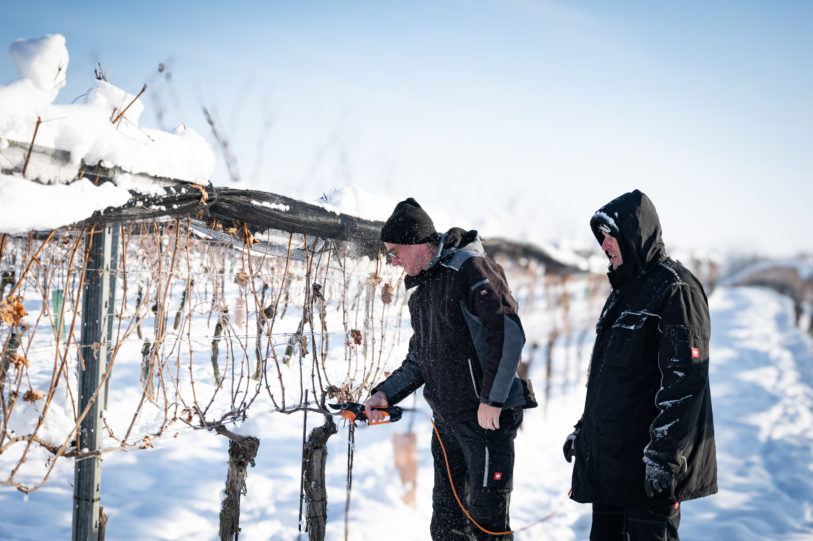 Weingartenpflege im Winter