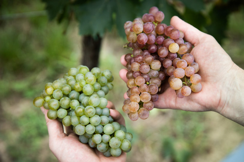 Roter und Grüner Veltliner Trauben